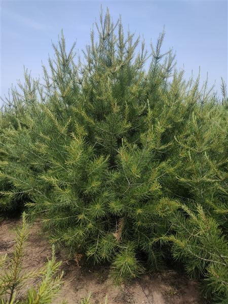 山東白皮鬆基地 山東白皮鬆基(jī)地