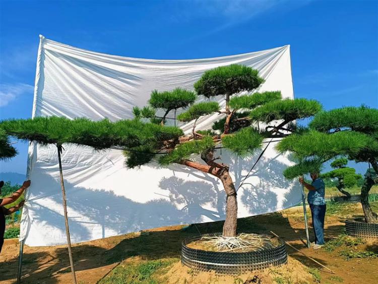 泰安景觀鬆基地 泰安景觀鬆基地